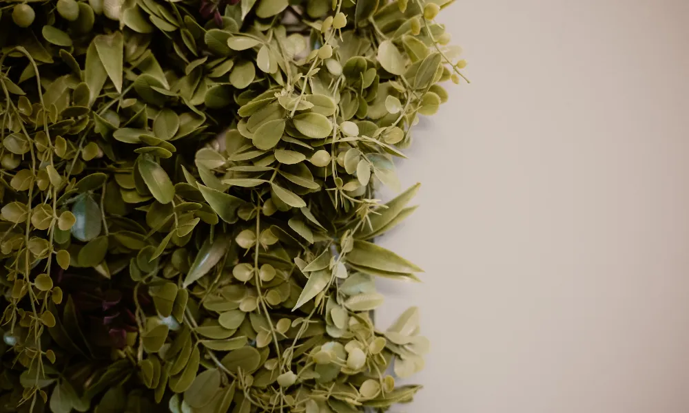 Pianta sul muro 9